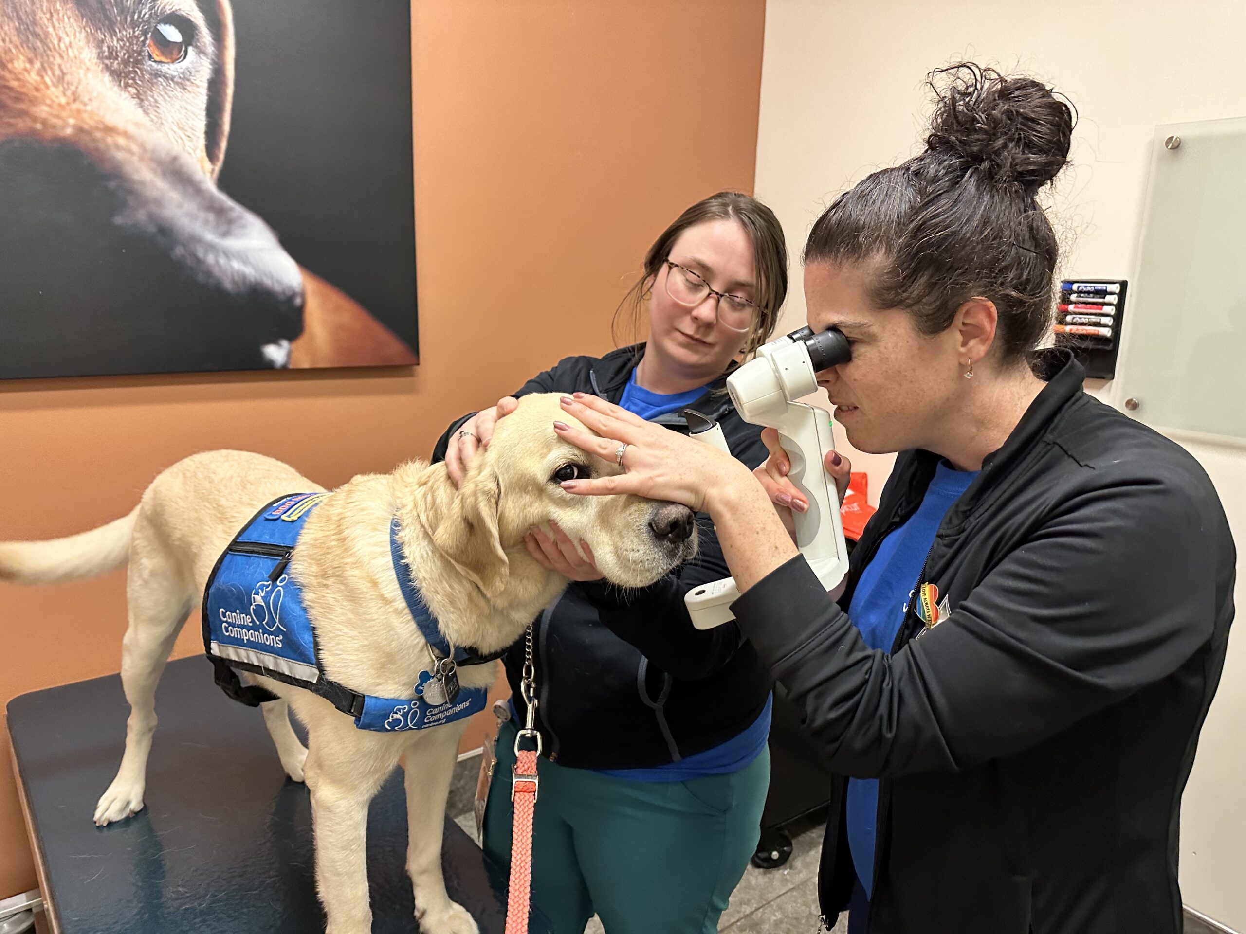 What Does it Take to Make a Service Dog? Jim & His Dog